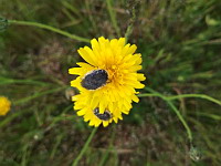 Dark Flower Scarab (ph. Mrugala F., Chiroubles, juin 2021)(2), 